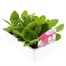 Nicotiana F1 Mixed 6 Pack Boxed BeddingAlternative Image3