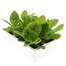 Nicotiana F1 Mixed 6 Pack Boxed BeddingAlternative Image4