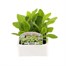 Nicotiana Lime 6 Pack Boxed BeddingAlternative Image1