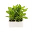 Nicotiana Lime 6 Pack Boxed BeddingAlternative Image1