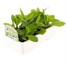 Nicotiana Lime 6 Pack Boxed BeddingAlternative Image2