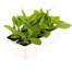 Nicotiana Lime 6 Pack Boxed BeddingAlternative Image4