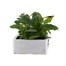 Nicotiana Pink 6 Pack Boxed BeddingAlternative Image1