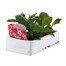 Nicotiana Pink 6 Pack Boxed BeddingAlternative Image2