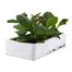 Nicotiana Pink 6 Pack Boxed BeddingAlternative Image3