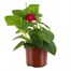 Nicotiana Red 13cm Pot BeddingAlternative Image1