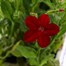 Nicotiana Red 6 Pack Boxed BeddingAlternative Image5