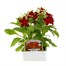 Nicotiana Red 6 Pack Boxed BeddingAlternative Image1