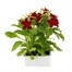 Nicotiana Red 6 Pack Boxed BeddingAlternative Image2