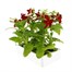 Nicotiana Red 6 Pack Boxed BeddingAlternative Image4