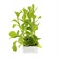 Nicotiana Scented Mixed 6 Pack Boxed BeddingAlternative Image1