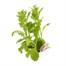 Nicotiana Scented Mixed 6 Pack Boxed BeddingAlternative Image2