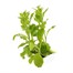 Nicotiana Scented Mixed 6 Pack Boxed BeddingAlternative Image3