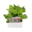 Nicotiana White 6 Pack Boxed BeddingAlternative Image1