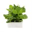 Nicotiana White 6 Pack Boxed BeddingAlternative Image2