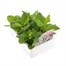 Nicotiana White 6 Pack Boxed BeddingAlternative Image3