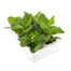 Nicotiana White 6 Pack Boxed BeddingAlternative Image4