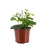 Nicotiana White 13cm Pot BeddingAlternative Image1