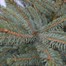 Nordmann Fir 10-11ft (300-350cm) Real Cut Christmas TreeAlternative Image1