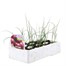 Onion Red Pearl 12 Pack Boxed Vegetable Alternative Image