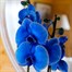 Orchid Blue Houseplant - 12cm PotAlternative Image1