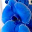 Orchid Blue Houseplant - 12cm PotAlternative Image2