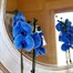 Orchid Blue Houseplant - 12cm PotAlternative Image3