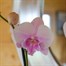 Orchid Pink Houseplant - 12cm PotAlternative Image1