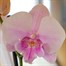 Orchid Pink Houseplant - 12cm PotAlternative Image2