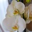 Orchid White Houseplant - 12cm PotAlternative Image1