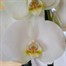 Orchid White Houseplant - 12cm PotAlternative Image2