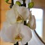 Orchid White Houseplant - 12cm PotAlternative Image3