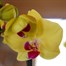 Orchid Yellow Houseplant - 12cm PotAlternative Image1