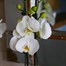 Orchids In Gold Orchid Boat HouseplantAlternative Image1