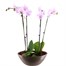 Orchids In Gold Orchid Boat HouseplantAlternative Image4