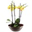 Orchids In Gold Orchid Boat HouseplantAlternative Image5