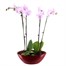 Orchids In Red Orchid Boat HouseplantAlternative Image4