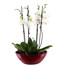 Orchids In Red Orchid Boat HouseplantAlternative Image3