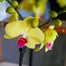 Orchids In White Orchid Boat HouseplantAlternative Image1