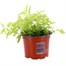 Oregano Aureum Gold 10.5cm Pot Bedding Alternative Image