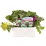 Ornamental Brassica 6 Pack Boxed Bedding Alternative Image