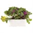 Ornamental Brassica 6 Pack Boxed Bedding Alternative Image