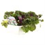 Ornamental Brassica 6 Pack Boxed Bedding Alternative Image