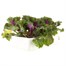 Ornamental Brassica 6 Pack Boxed Bedding Alternative Image