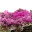 Ornamental Kale Red 13cm Pot Bedding  Alternative Image