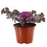 Ornamental Kale Rose 13cm Pot Bedding Alternative Image