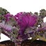 Ornamental Kale Rose 13cm Pot Bedding Alternative Image