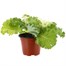 Ornamental Kale White 13cm Pot Bedding Alternative Image
