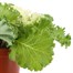 Ornamental Kale White 13cm Pot Bedding Alternative Image