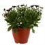 Osteospermum Assorted 6.5L Pot BeddingAlternative Image1